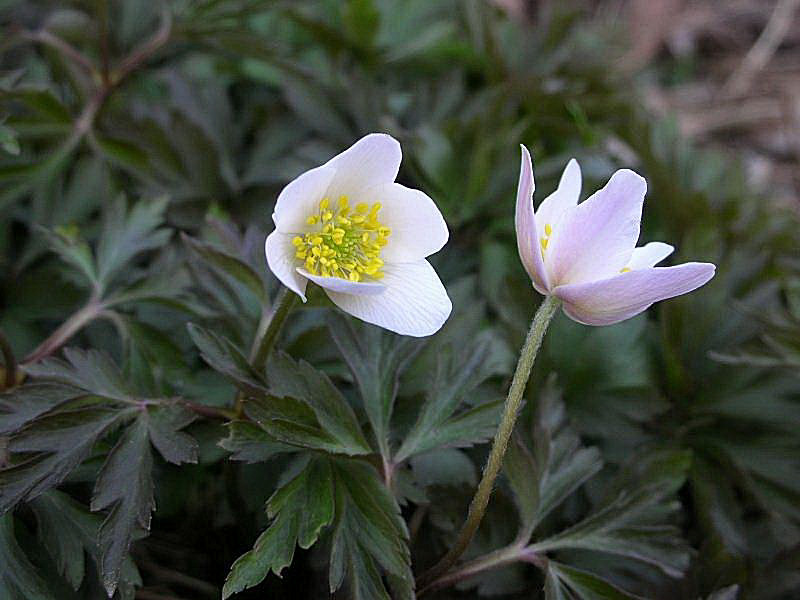 Anemonoides nemorosa / Anemone bianca